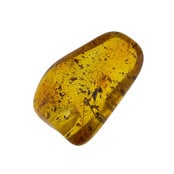 Baltic amber with enclosed insect