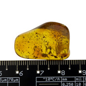 Baltic amber with enclosed insect