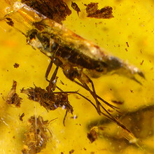 Amber with enclosed mosquito