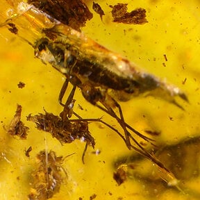 Bernstein mit eingeschlossenem Mücke