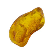 Baltic amber with enclosed insect