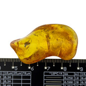 Baltic amber with enclosed insect