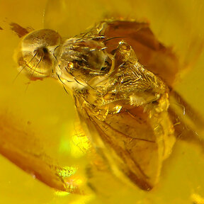 Amber with enclosed fly