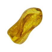 Baltic amber with enclosed insect