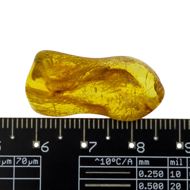 Baltic amber with enclosed insect