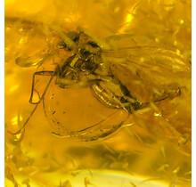 Baltic amber with enclosed insect