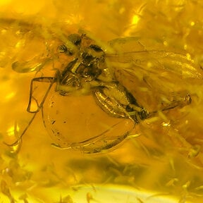 Amber with enclosed mosquito