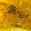 Baltic amber with enclosed insect