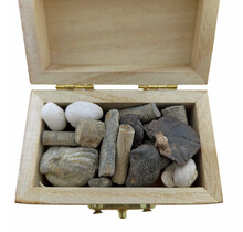 Treasure box with different fossils from Morocco