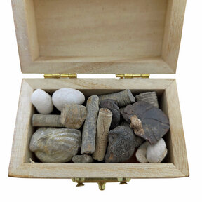 Schatzkiste mit Fossilien