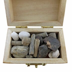 Treasure chest with fossils