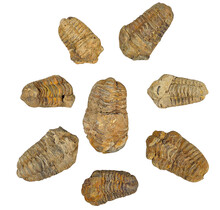 8 trilobieten tussen 4 en 6 cm