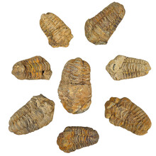 Trilobieten 8 stuks