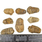 8 trilobieten tussen 4 en 6 cm