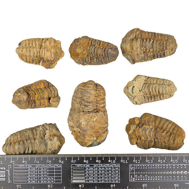 8 Trilobiten zwischen 4 und 6 cm