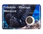 Trilobite, Phacops in box Trilobite, Phacops in box