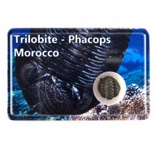 Trilobite, Phacops in box