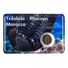 Trilobiet