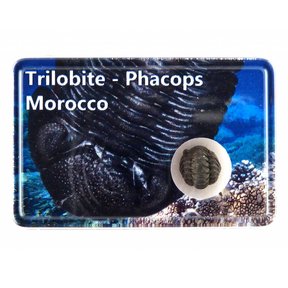 trilobite