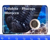 Trilobite, Phacops in box Trilobite, Phacops in box