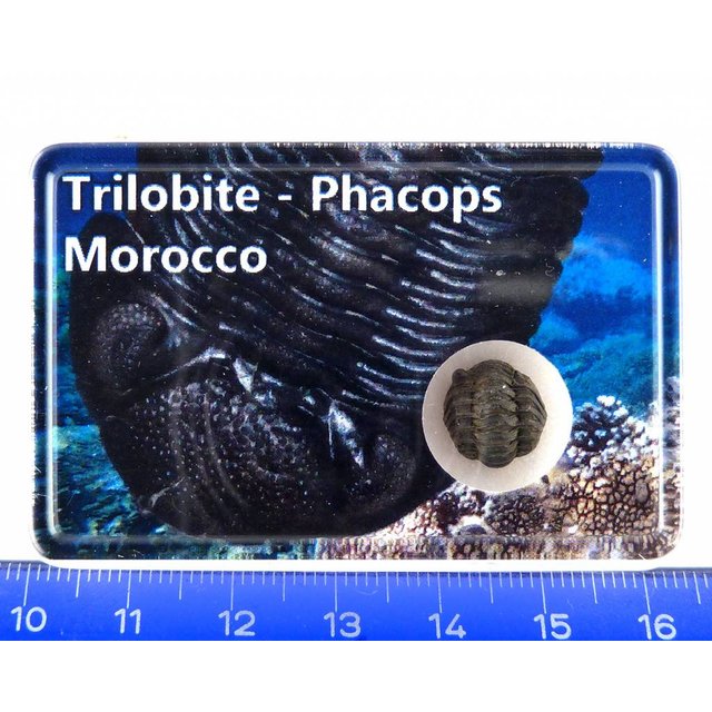 Trilobiet, Phacops in doosje Trilobiet, Phacops in doosje