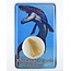 Fossiele mosasaurus tand in doosje