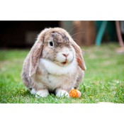 Verzorging overige dieren