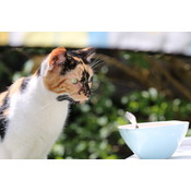 Ecostyle kattenvoeding