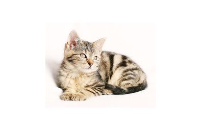 Verzorging voor katten en kittens