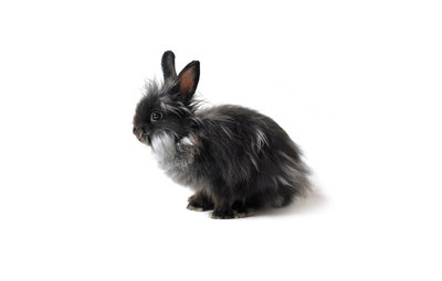 Verzorging overige dieren