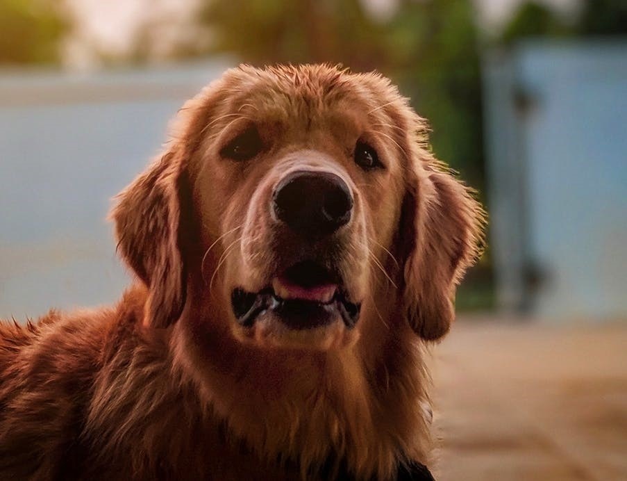 Heeft jouw hond last van huid- en vachtproblemen? Lees hier wat je eraan kunt doen