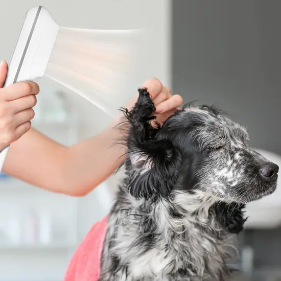 PETLUX waterblazer föhn voor hond en kat