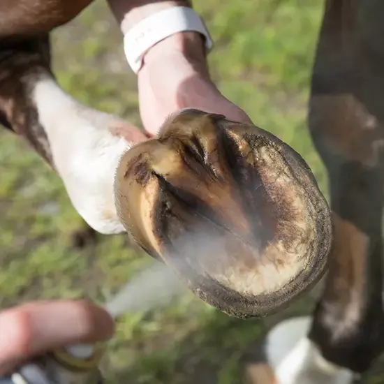 Vitalstyle HoefSpray Pro 200 ml - voor gezonde en sterke hoefstralen