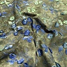 Cotton Batiste Embroidered 5520