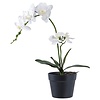 Orchidee Kunstplant Groen/Wit H49 cm