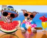 So bewahrst du E-Zigaretten, Akkus und Liquids im Sommer richtig auf