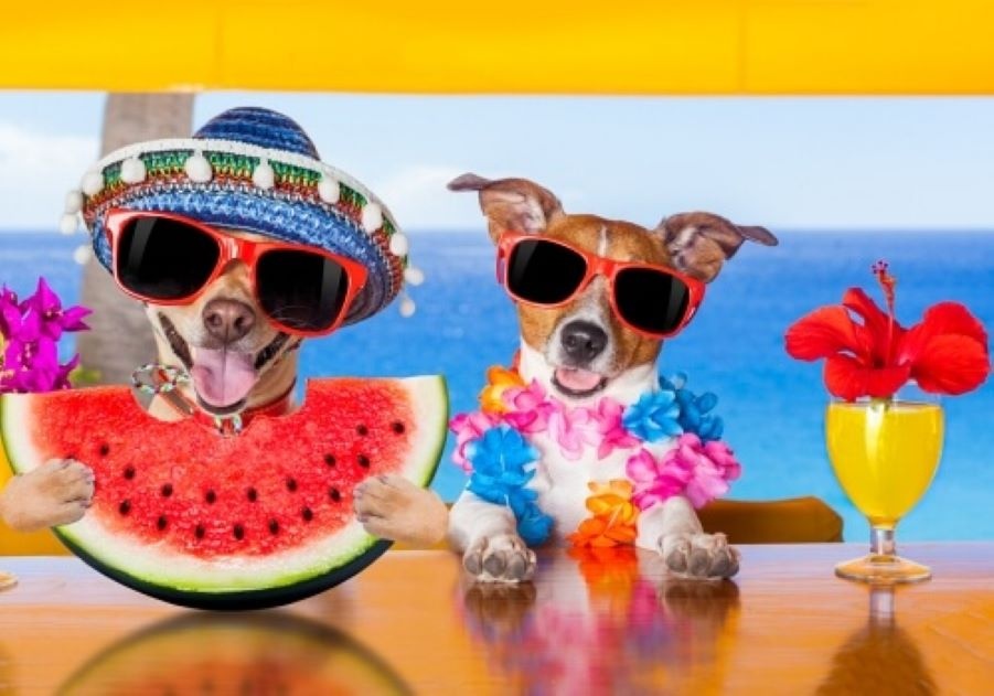 So bewahrst du E-Zigaretten, Akkus und Liquids im Sommer richtig auf