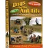 DAYS IN THE AUL LIFE VOL.1 (DVD)