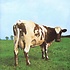 PINK FLOYD - ATOM HEART MOTHER (CD)