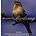 THE SOUND OF BIRDSONG (CD)...ci)