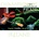 CHAMPIONS OF IRELAND BOX SET - BANJO / FIDDLE / BEST OF (3 CD SET).
