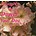 GABRIELLE KIRBY - THOUGHTS TO POWER YOUR DAY (CD)...i)