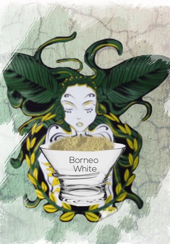 Borneo White 