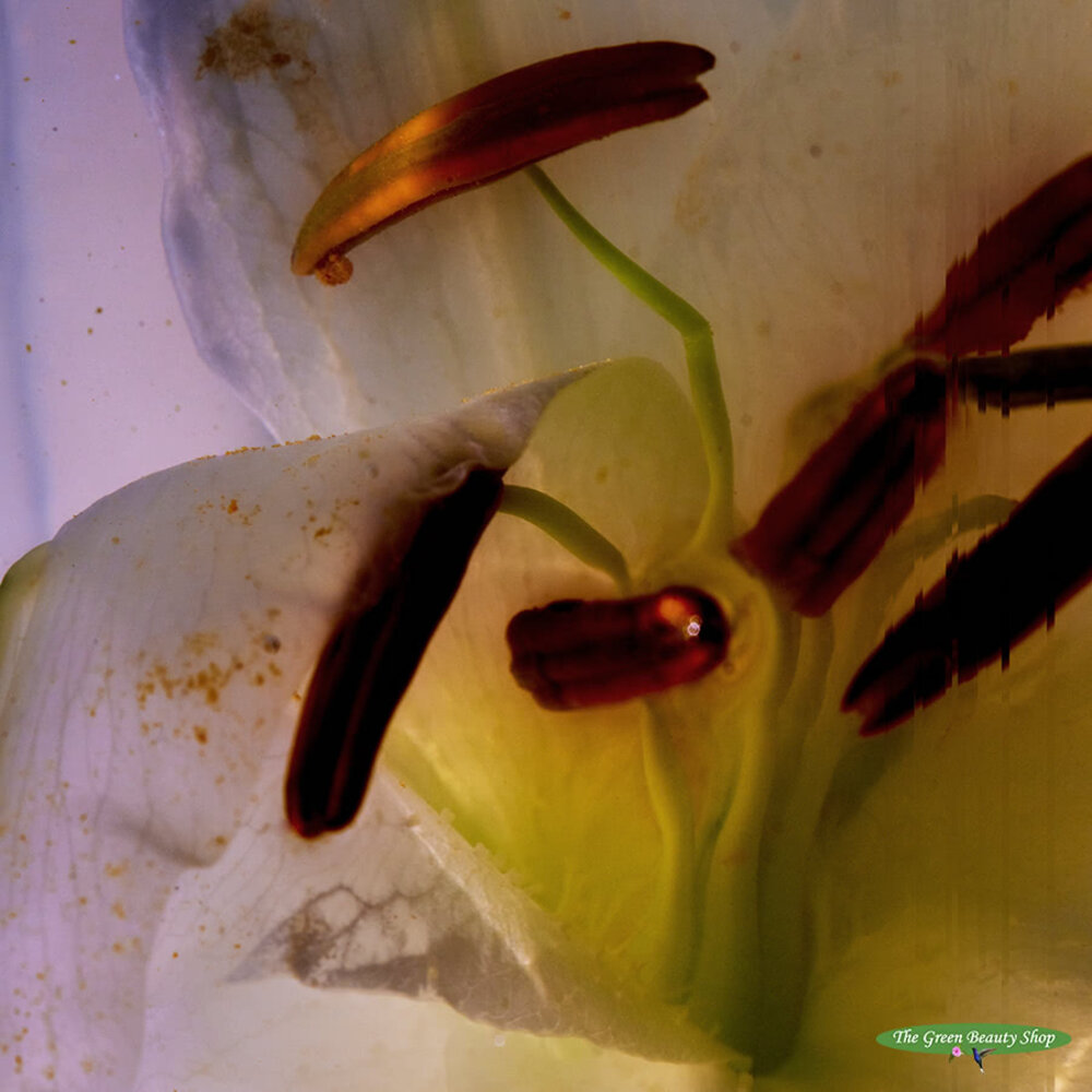 ALTRA Ghost Flower EdP ALTRA Ghost Flower EdP