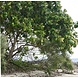 Arc en Sels Biologische Calophyllumolie (Tamanu) Arc en Sels Biologische Calophyllumolie (Tamanu)