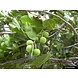 Arc en Sels Biologische Calophyllumolie (Tamanu) Arc en Sels Biologische Calophyllumolie (Tamanu)