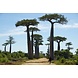 Arc en Sels Biologische Baobab Olie Arc en Sels Biologische Baobab Olie