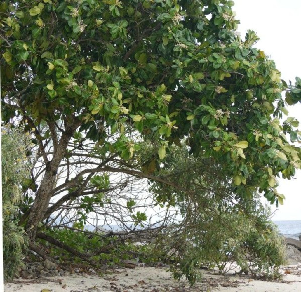 BArc en Sels iologisch serum tegen zware benen