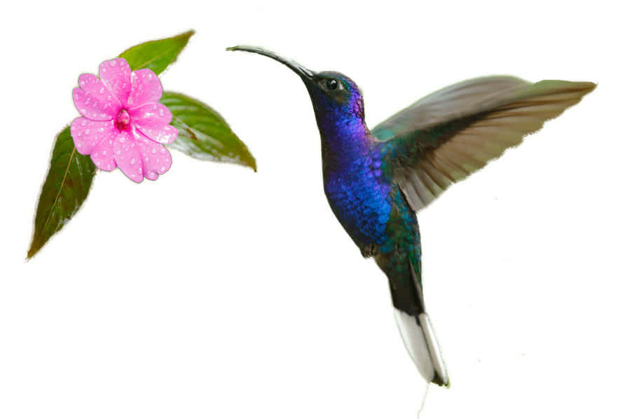 The Green Beauty Shop Service