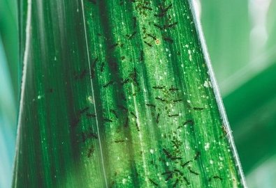 Bestrijdingsmiddelen